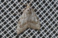 Nola confusalis