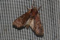 Apamea crenata