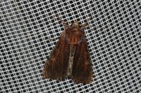 Apamea crenata