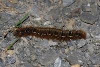 Lasiocampa quercus quercus