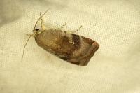 Noctua janthe/janthina