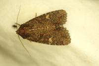 Mesapamea secalella/secalis