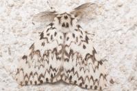 Lymantria monacha