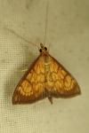 Ecpyrrhorrhoe rubiginalis
