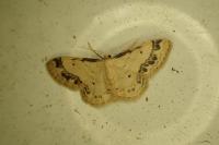 Idaea trigeminata