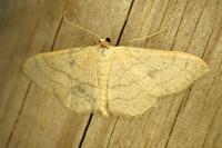Idaea straminata