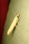 Agriphila geniculea
