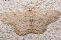 Hypomecis punctinalis