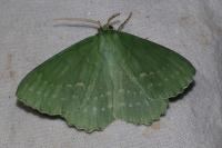 Geometra papilionaria