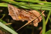 Autographa jota