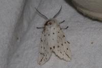 Spilosoma lubricipeda