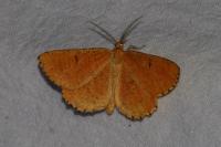 Angerona prunaria