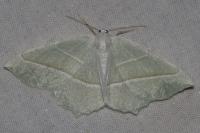 Campaea margaritaria