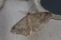 Idaea biselata
