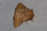 Malacosoma neustria