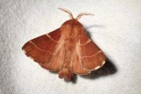 Malacosoma neustria