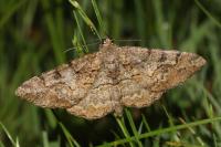 Alcis repandata