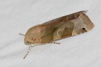 Noctua fimbriata/tirrenica