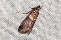 Acrobasis repandana