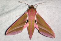 Deilephila elpenor
