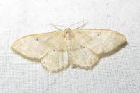 Idaea