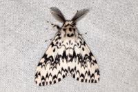 Lymantria monacha