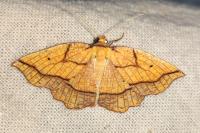 Epione repandaria