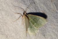 Hemithea aestivaria