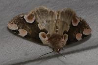Thyatira batis