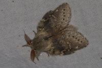 Stauropus fagi