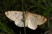 Hypomecis roboraria