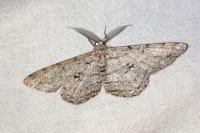 Hypomecis roboraria