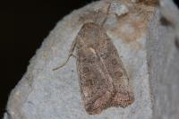 Hoplodrina ambigua