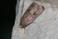 Caradrina morpheus