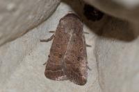 Hoplodrina ambigua/blanda