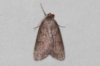 Pachycnemia hippocastanaria hippocastanaria