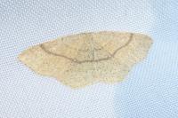 Cyclophora ruficiliaria