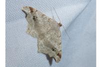 Macaria alternata