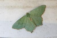 Hemithea aestivaria