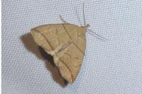 Herminia grisealis