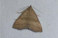 Herminia tarsicrinalis