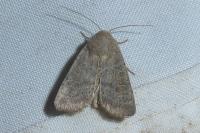 Hoplodrina ambigua/blanda