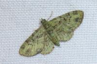Pasiphila rectangulata
