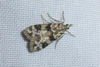 Eudonia delunella