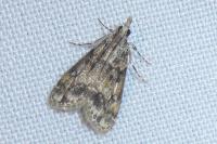 Eudonia lacustrata