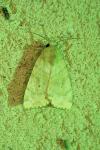 Cosmia trapezina
