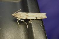 Phycitodes