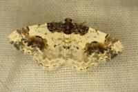 Ligdia adustata