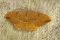 Watsonalla binaria