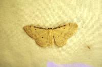 Idaea politaria